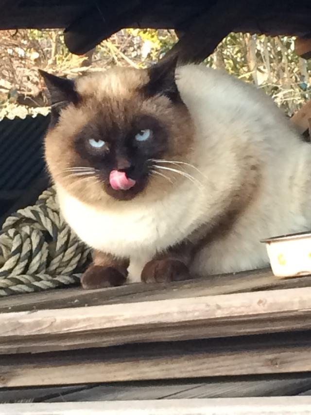 あお　ちゃん