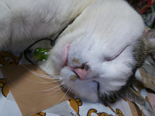 チェスナ