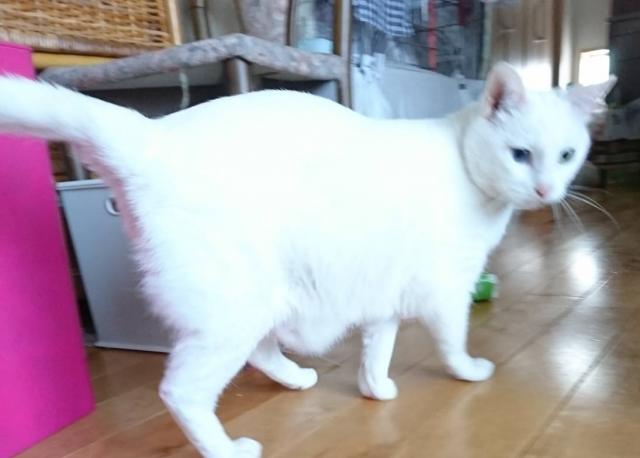 しろ