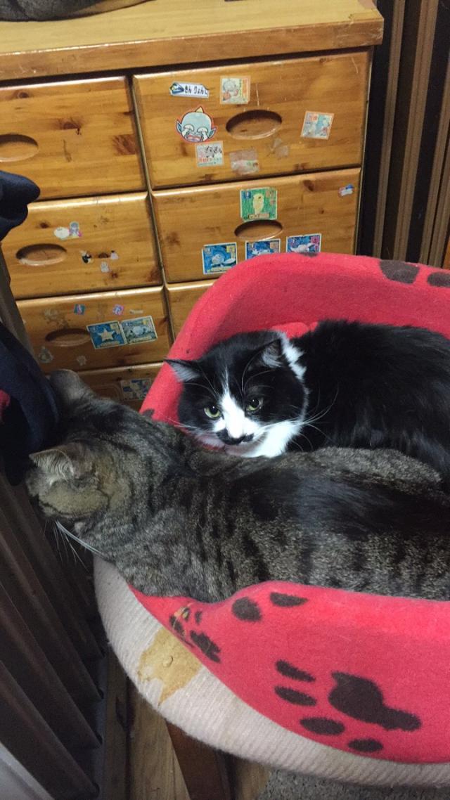 すーちゃん