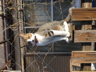 とらきち