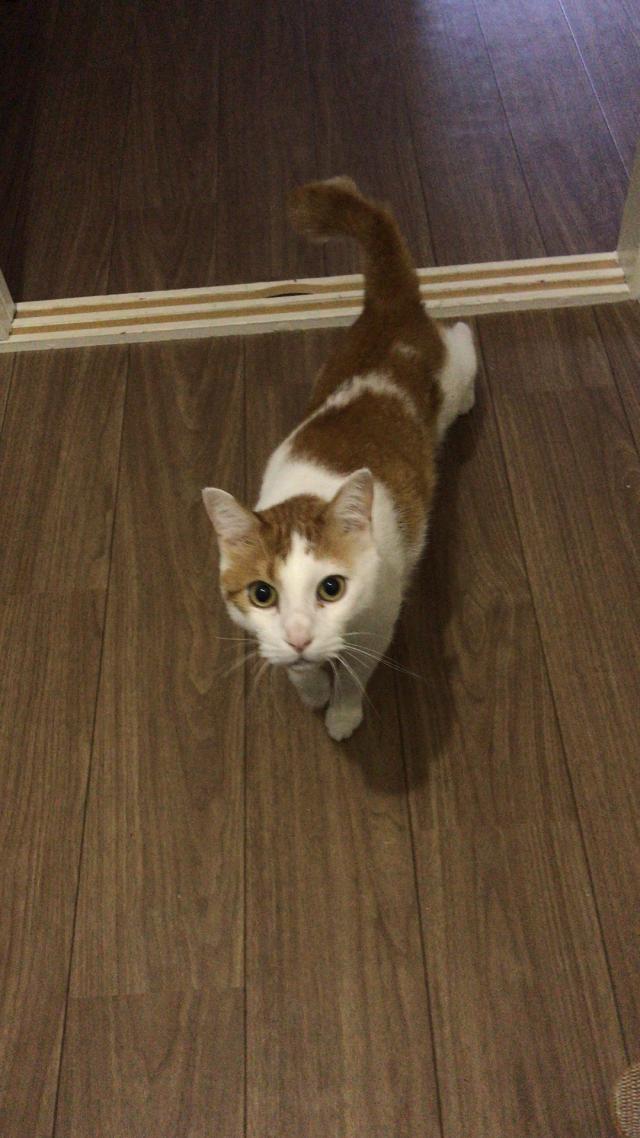 ホアンホアン
