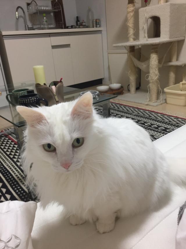 ぽてこ