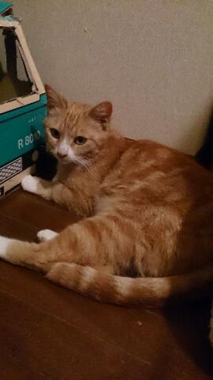 ラン