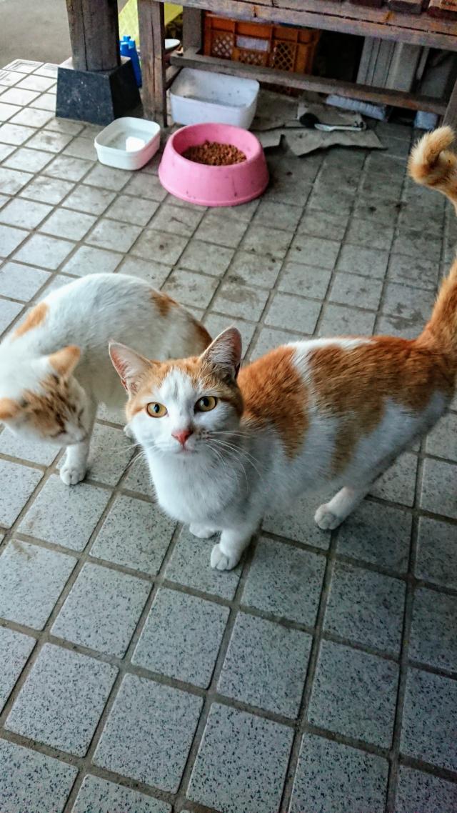 チャー