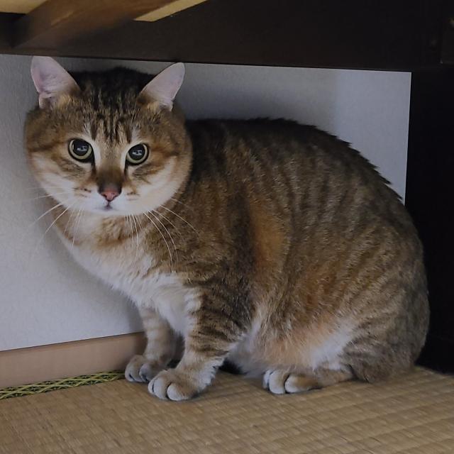 にゃんタロー