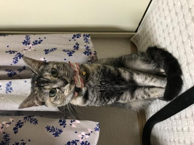 しず