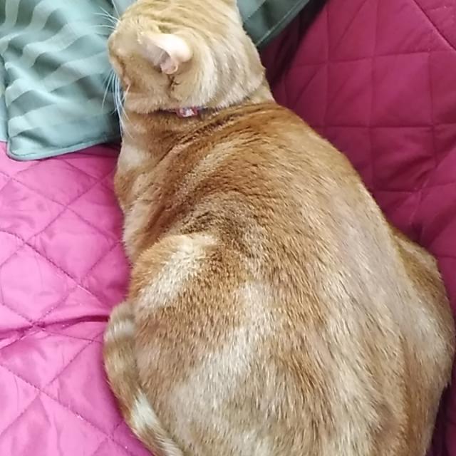 ちから　ちぃでわかります
