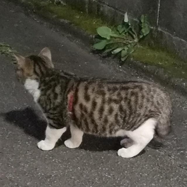 大場オハコ（十八番）