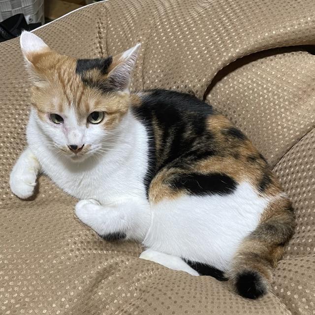 りこぴん