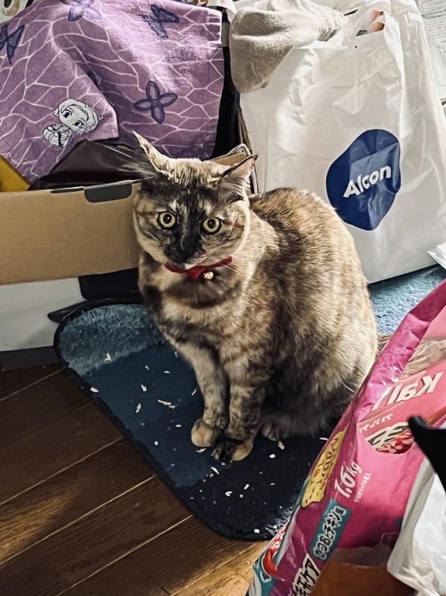 みゆ