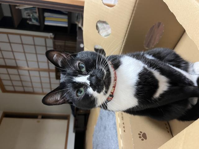 あんこ