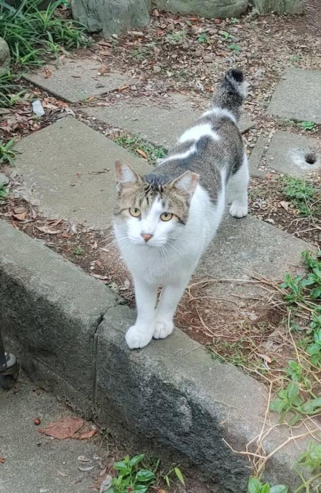 かっこ