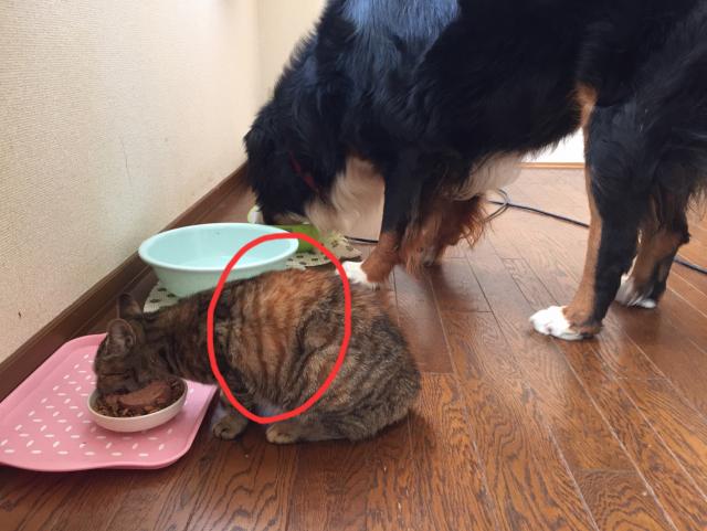 あずき