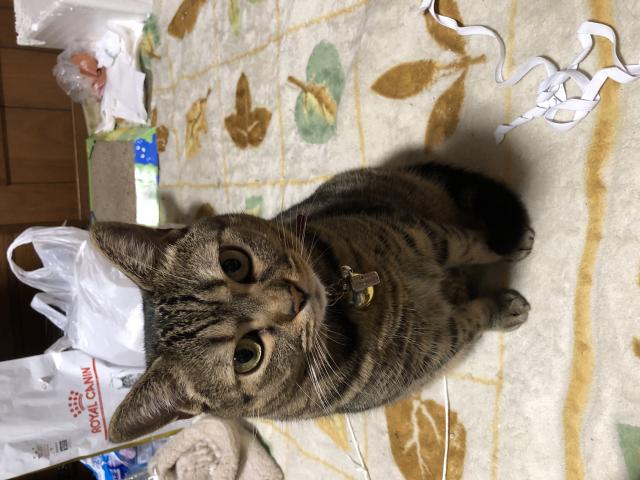 えむちゃん