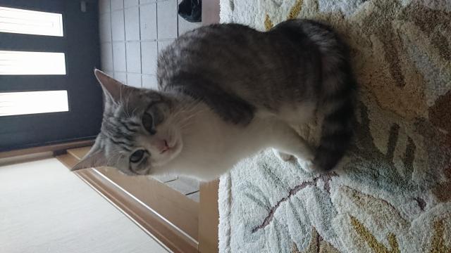小梅