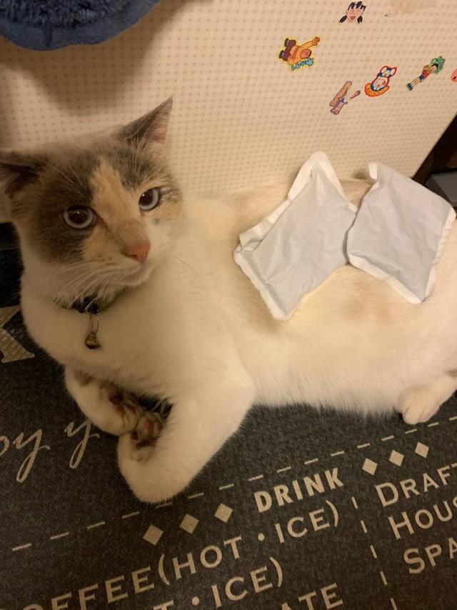 モモちゃん