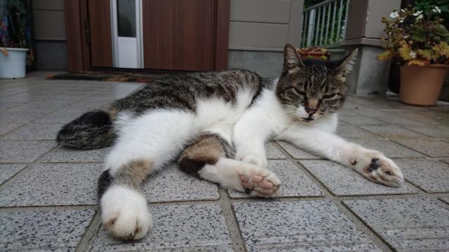 ショコラ