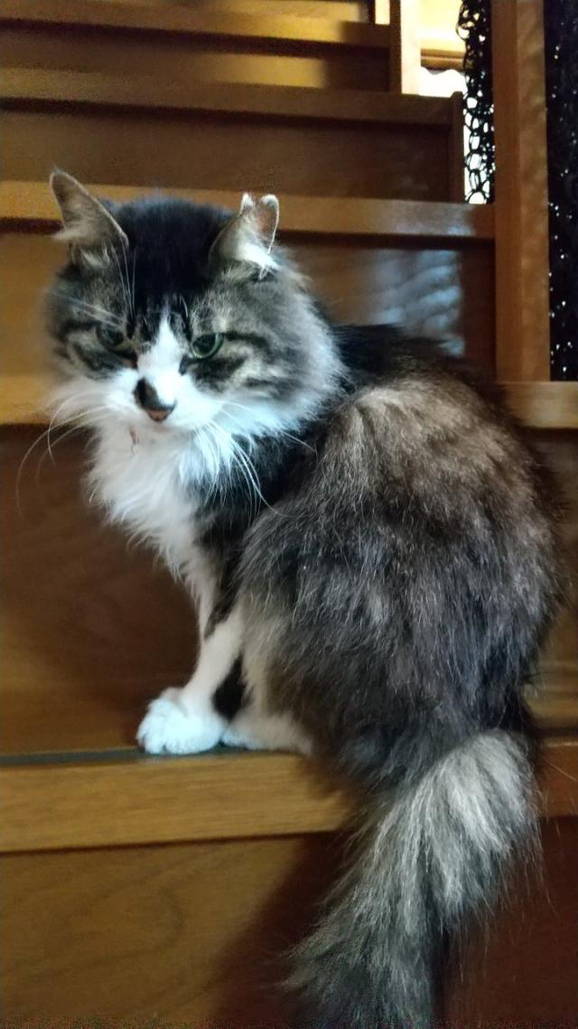 さくら