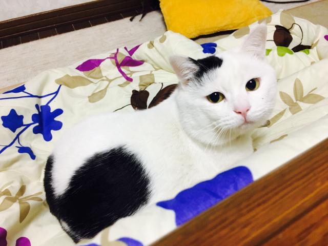 パール