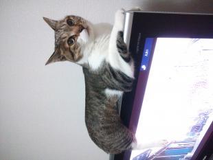 テト
