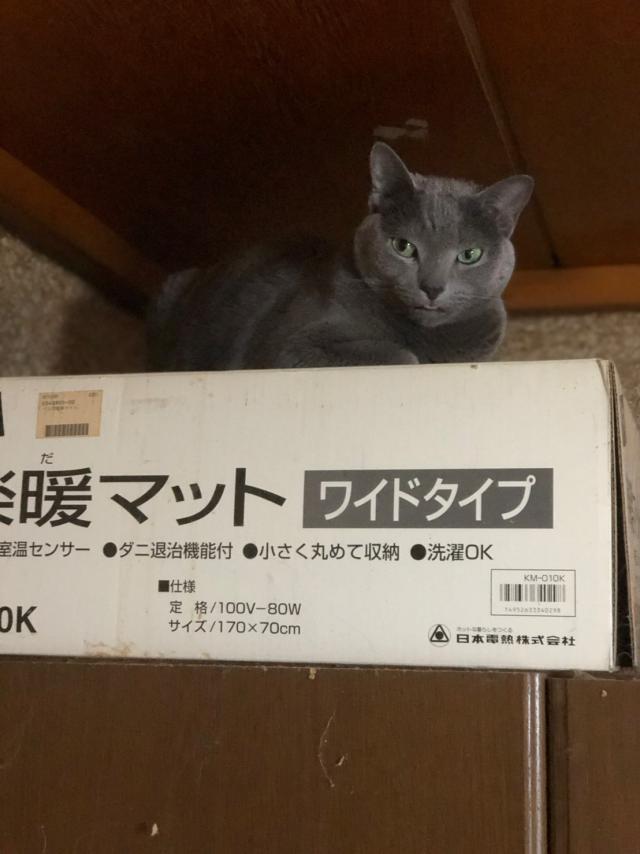 ミーシャ