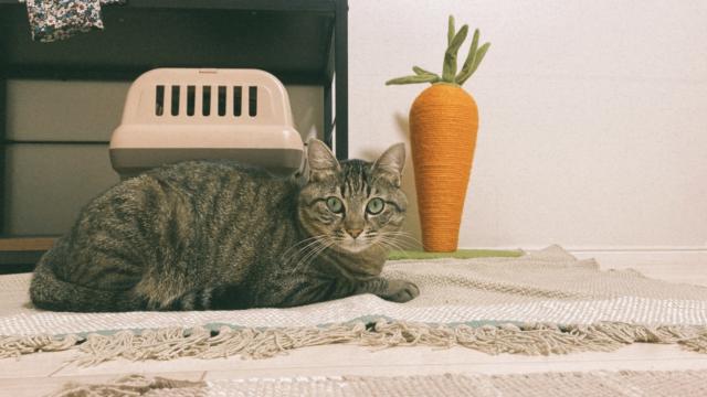 ふーこ