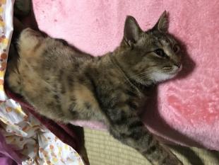ナナちゃん