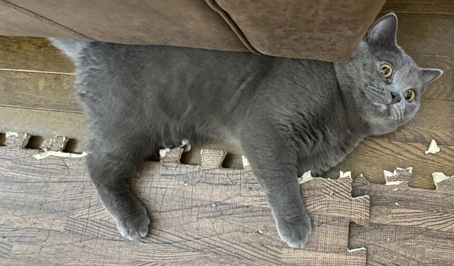 グレイ