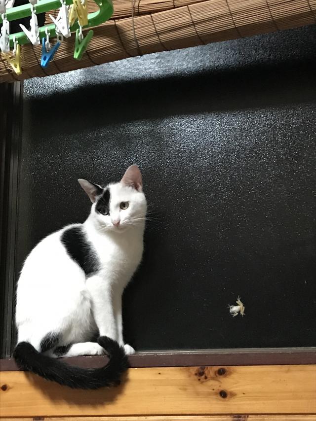 もーちゃん　チビ