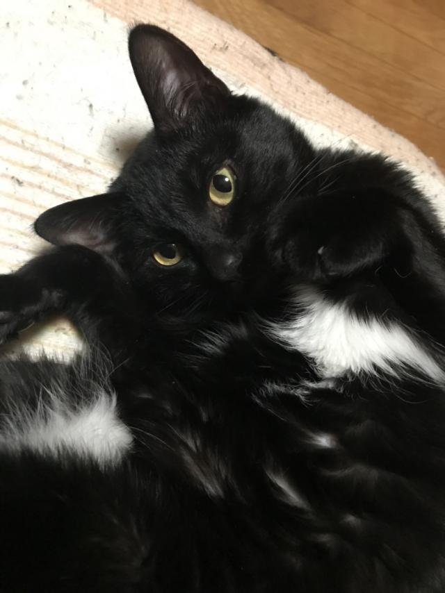 ティティ