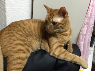 アルズ