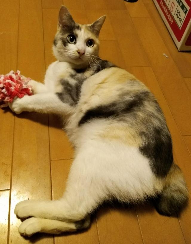 おいも