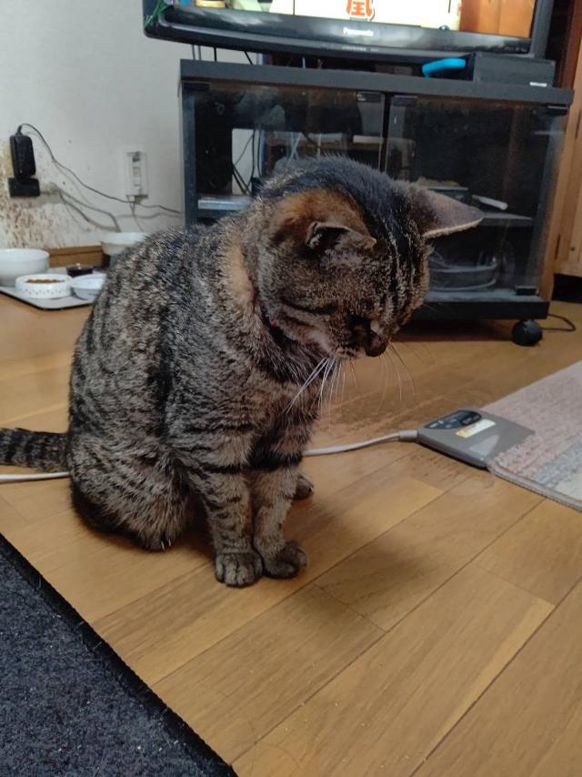 チーコ