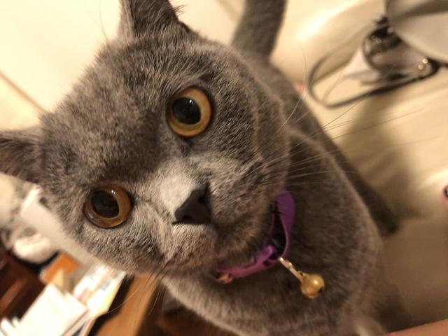 福丸(ふくまる)