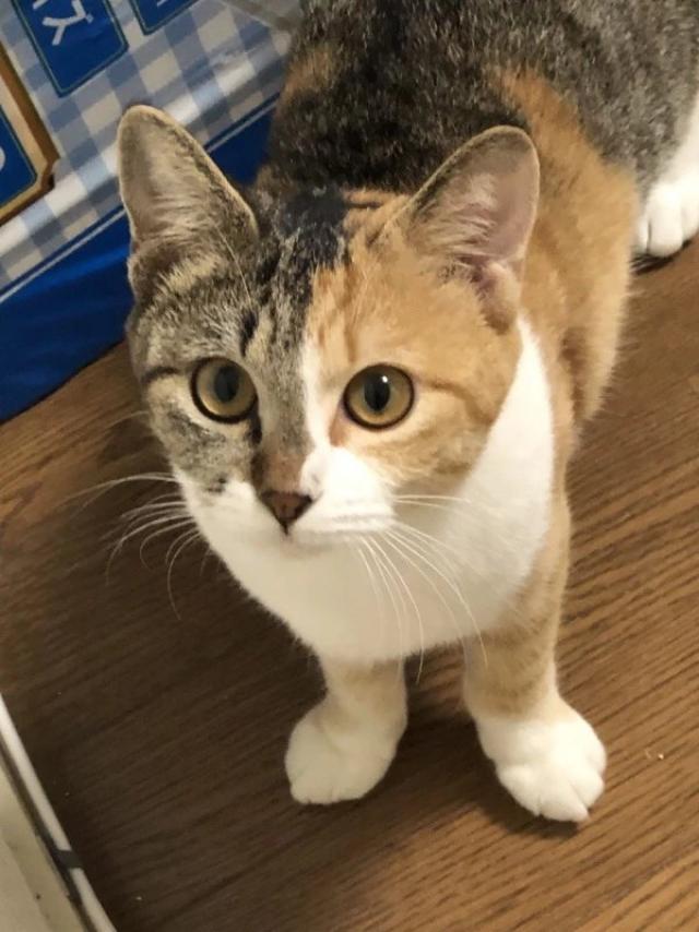 つばき