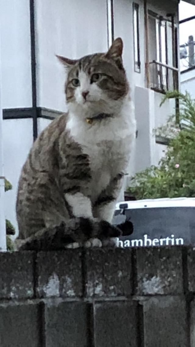 ちび