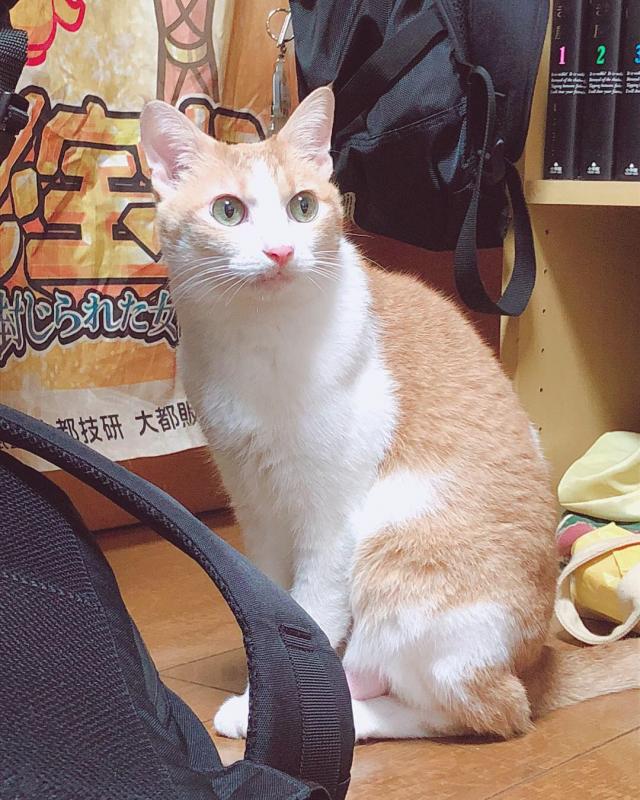 茶色ちゃん