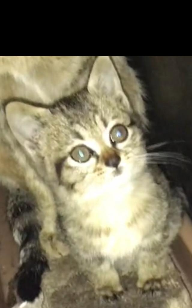 ちび