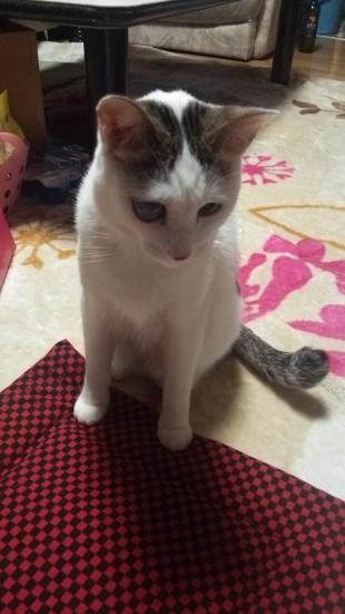 シロ