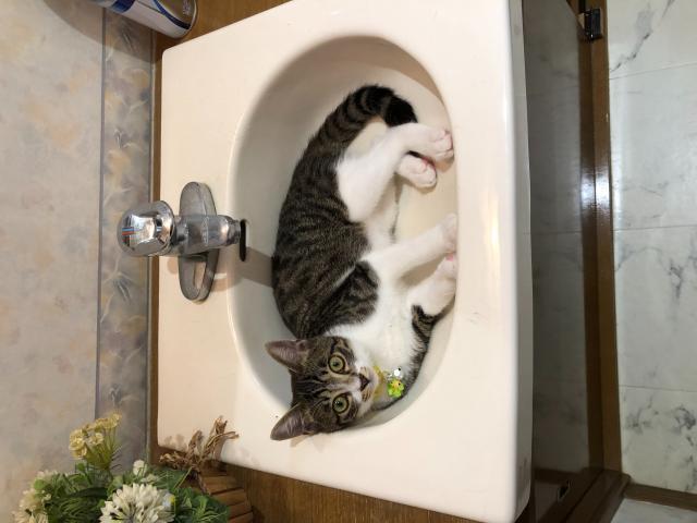 たらお