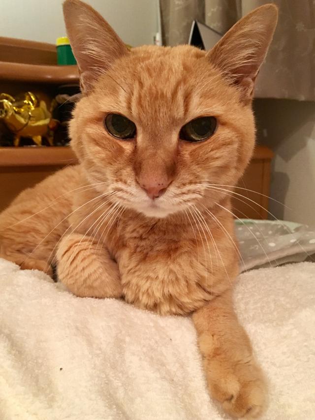 茶太郎