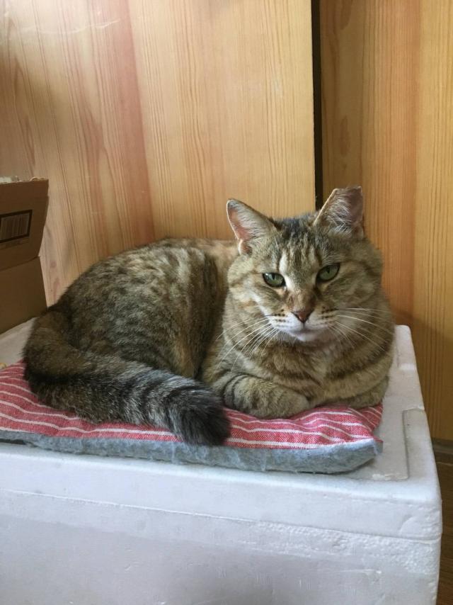 いちまつ