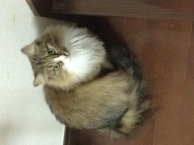 ちゃこ