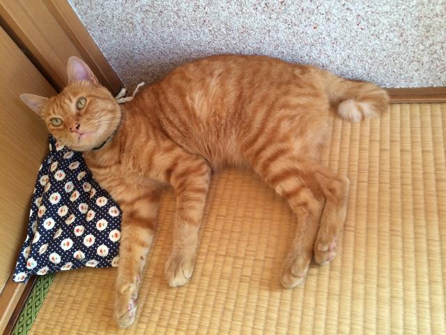 こん