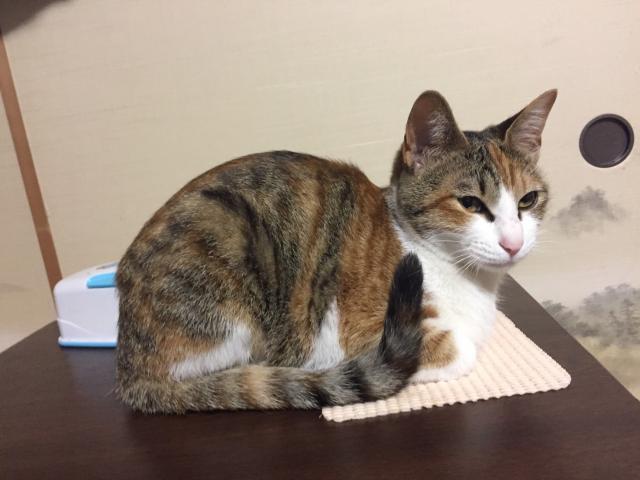 ちーちゃん