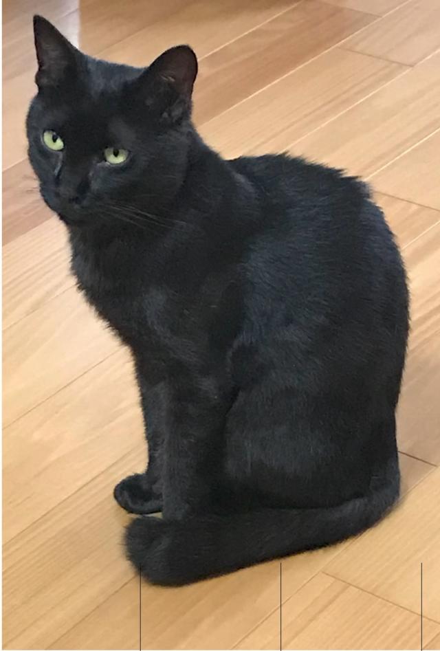 アッシュ