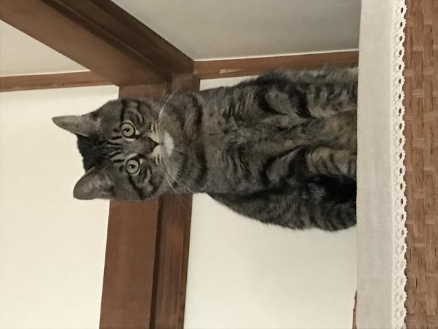 たま
