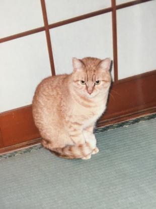ピータンまたはピーちゃん