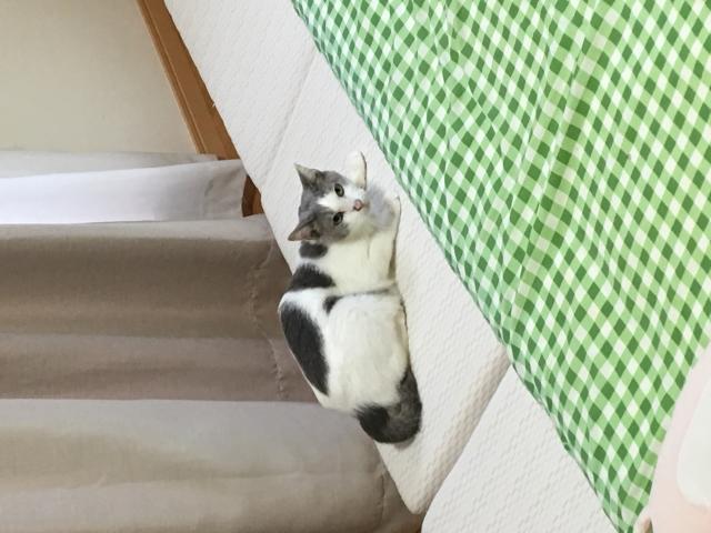 ウサ